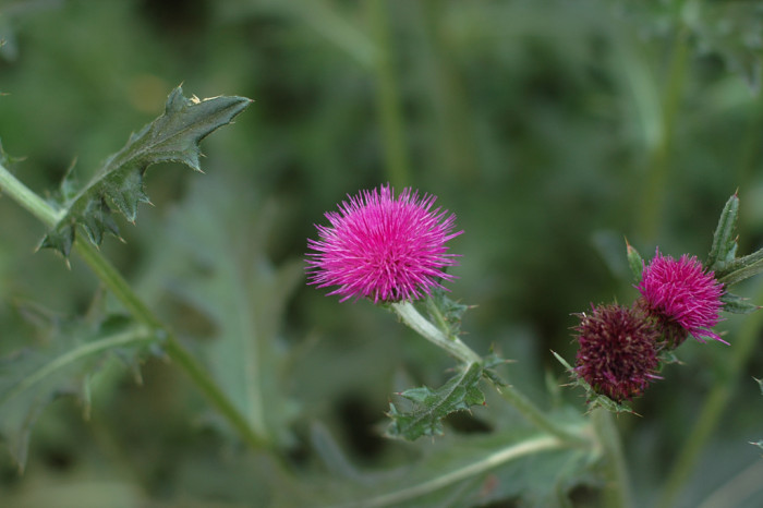 엉겅퀴 - Cirsium japonicum var. ussuriense