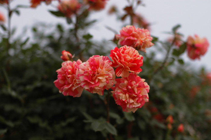 장미 - Rose, Rosa hybrida