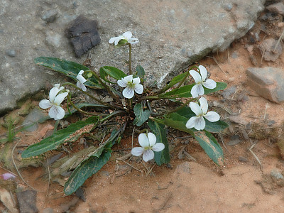 흰제비꽃 사진 - Viola patrinii DC. ex Ging. Photos