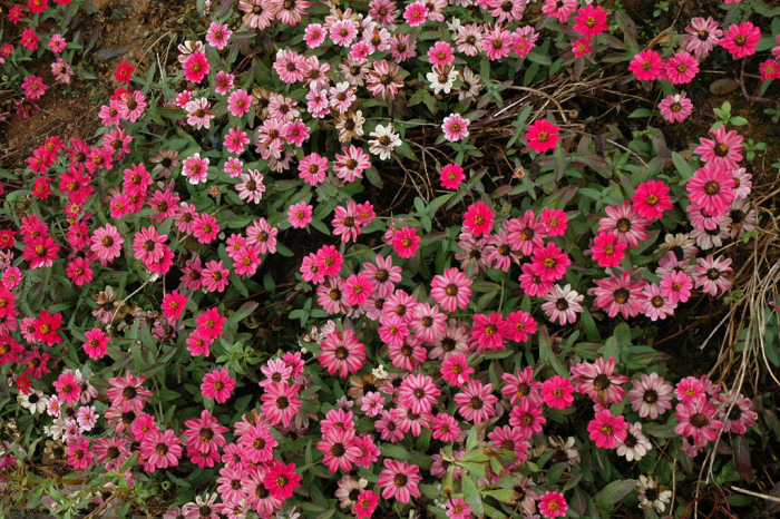 백일홍 - Zinnia, Zinnia elegans