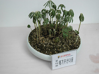 애기우산나물 사진 - Syneilesis aconitifolia (Bunge) Maxim. Photos