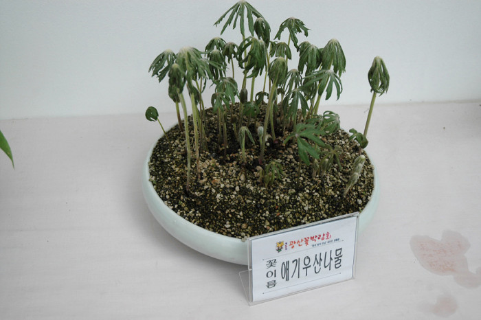 애기우산나물 - ㅇㄹㅇㄹ, Syneilesis aconitifolia (Bunge) Maxim.