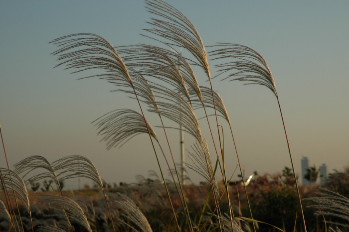 억새 - peder, Miscanthus sinensis var. purpurascens (Andersson) Rendle