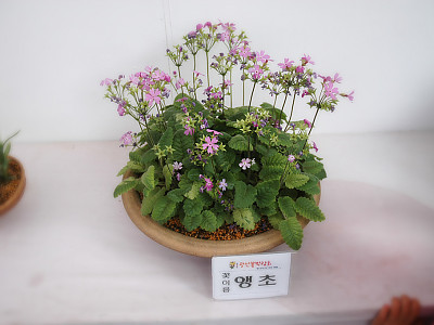 앵초 사진 - Primula sieboldii E.Morren Photos