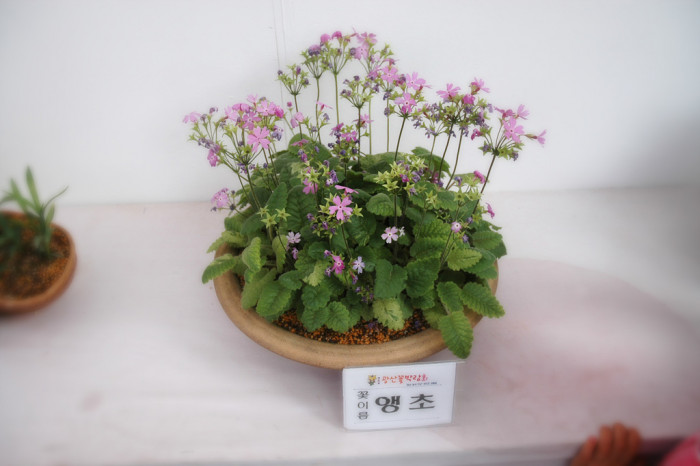 앵초 -  East Asian primrose, Primula sieboldii E.Morren