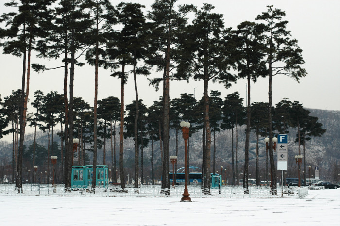 소나무 - Pine Tree, Pinus densiflora Siebold & Zucc.
