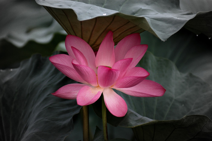 연꽃 - Nelumbo nucifera
