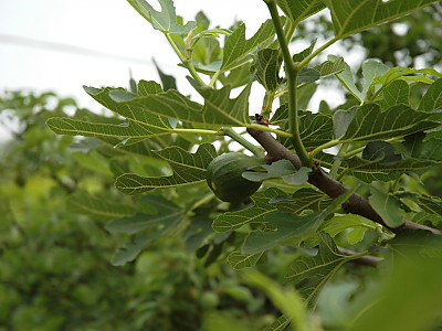 무화과나무 사진 - Ficus carica L. Photos