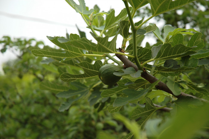 무화과나무 - Fig, Ficus carica L.