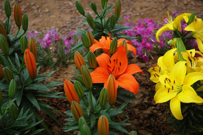 백합 - Lily, Lilium longiflorum Thunb.