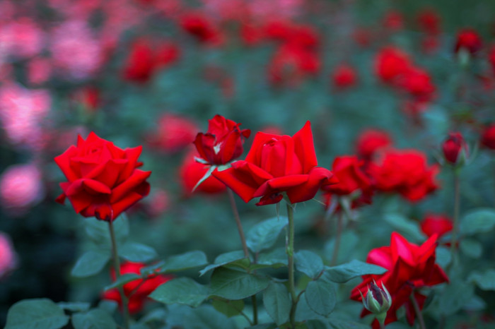 장미 - Rose, Rosa hybrida