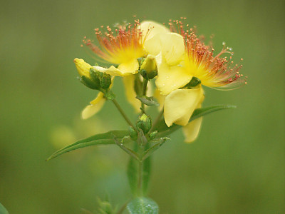 물레나물 사진 - Hypericum ascyron Photos