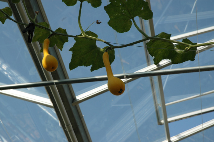 호박 - squash, Cucurbita moschata Duchesne