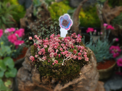 오색기린초 사진 - Sedum spurium Tricolor Photos