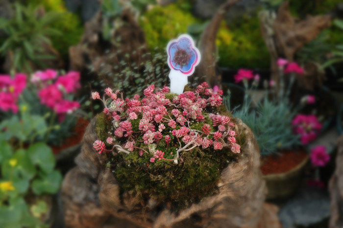 오색기린초 - Sedum spurium Tricolor