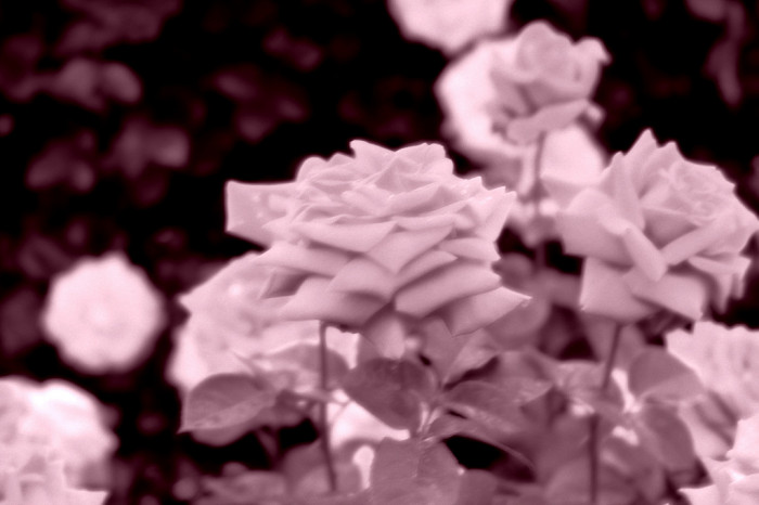 장미 - Rose, Rosa hybrida