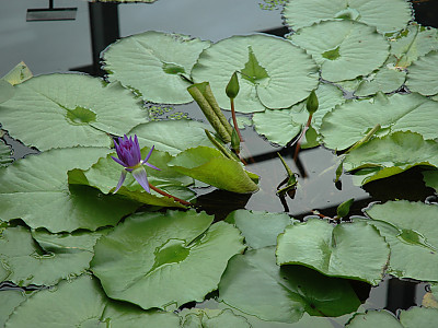 수련 사진 - Nymphaea tetragona var. angusta Photos