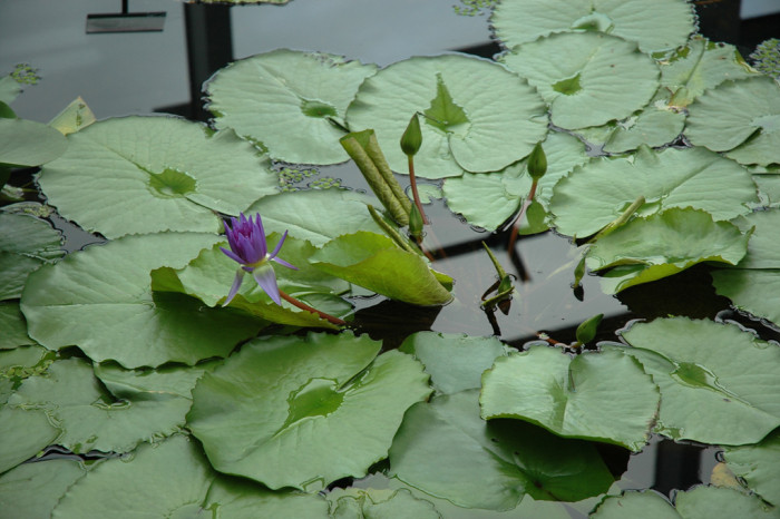 수련 - Nymphaea tetragona var. angusta