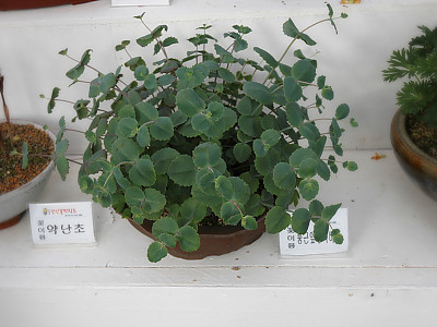 둥근잎꿩의비름 사진 - Sedum rotundifolium Photos