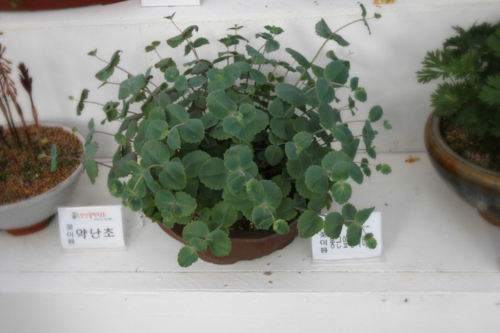 둥근잎꿩의비름 - Sedum rotundifolium