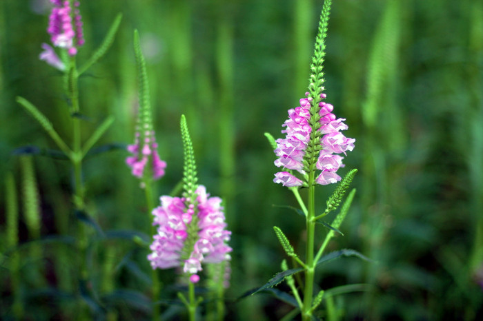 꽃범의꼬리 - Physostegia virginiana