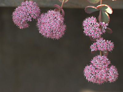 둥근잎꿩의비름 사진 - Sedum rotundifolium Photos