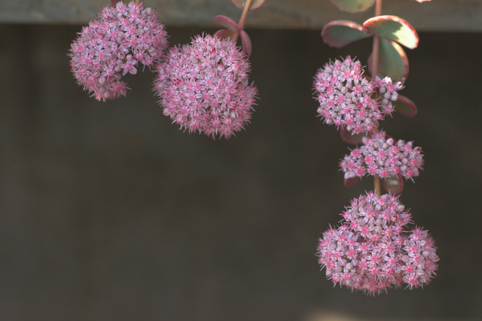 둥근잎꿩의비름 - Sedum rotundifolium