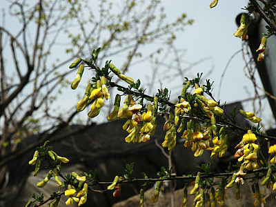 골담초 사진 - Caragana sinica Photos