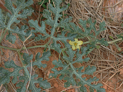 수박 사진 - Citrullus vulgaris Schrad. Photos
