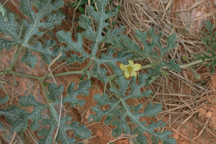 수박 - water emlon, Citrullus vulgaris Schrad.