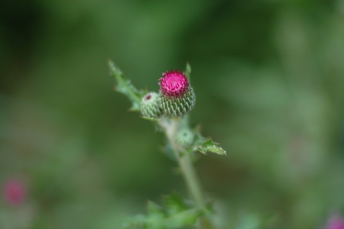 엉겅퀴 - Cirsium japonicum var. ussuriense