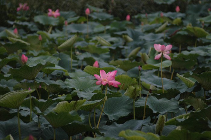 연꽃 - Nelumbo nucifera