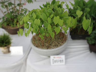 삼지구엽초 사진 - Epimedium koreanum Nakai Photos