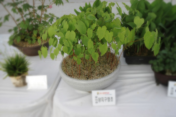 삼지구엽초 - Epimedium koreanum Nakai