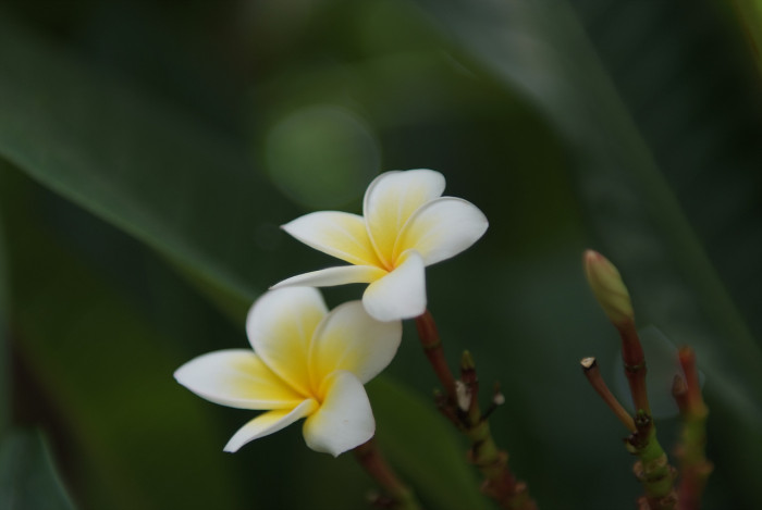 러브하와이 - Flumeria, Plumeria Alba