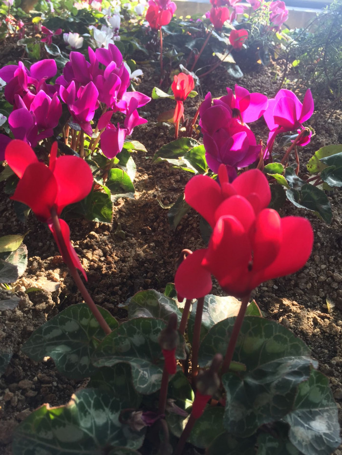시클라멘 - 시클라멘 펠시쿤, Cyclamen persicum