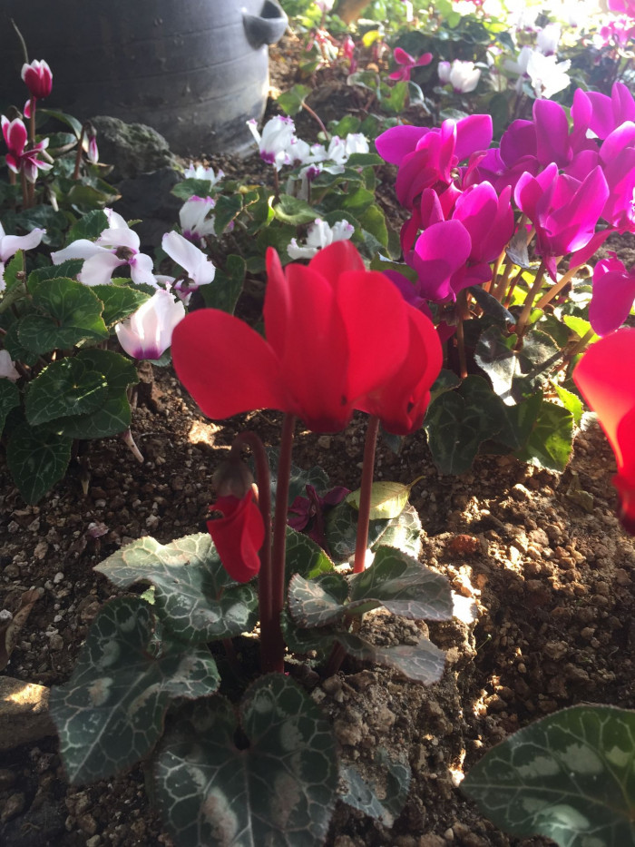 시클라멘 - 시클라멘 펠시쿤, Cyclamen persicum
