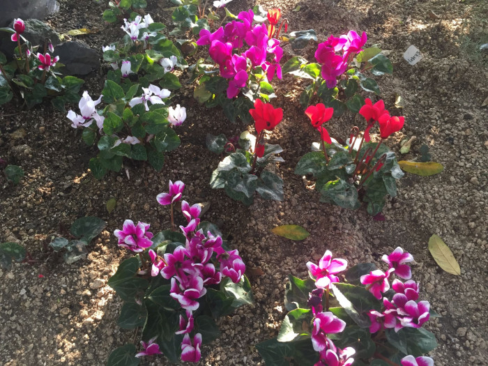 시클라멘 - 시클라멘 펠시쿤, Cyclamen persicum