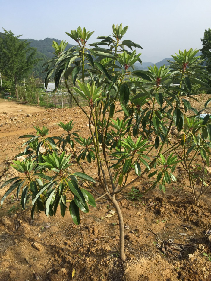 굴거리나무 - Daphniphyllum macropodum Miq.