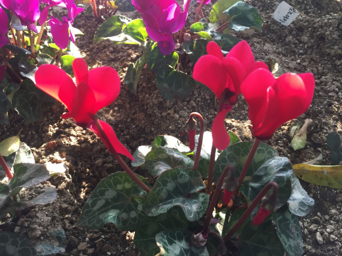 시클라멘 - 시클라멘 펠시쿤, Cyclamen persicum