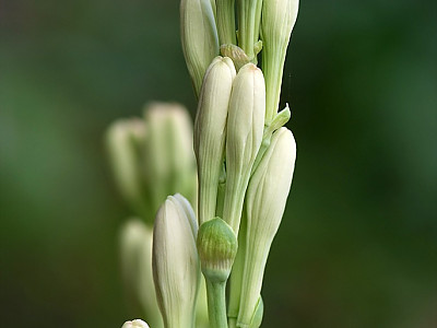 투베로사 사진 - Polianthes tuberosa Photos