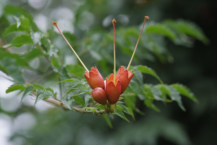 미국능소화 - Trumpet vine, Campsis radicans
