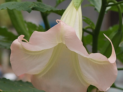 엔젤트롬펫 사진 - Growing Brugmansia Photos