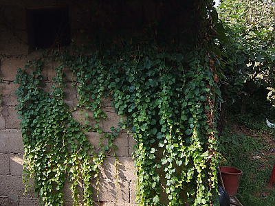 담쟁이덩굴 사진 - Parthenocissus tricuspidata Photos