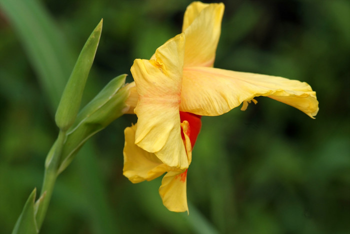 글라디올러스 - Gladiolus gandavensis Van Houtte