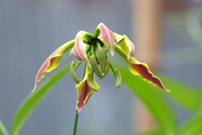 글로리오사 - gloriosa lily