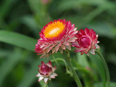 밀짚꽃 사진 - Helichrysum bracteatum Photos