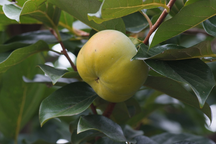감나무 - Diospyros kaki Thunb.