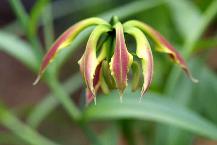 글로리오사 - gloriosa lily