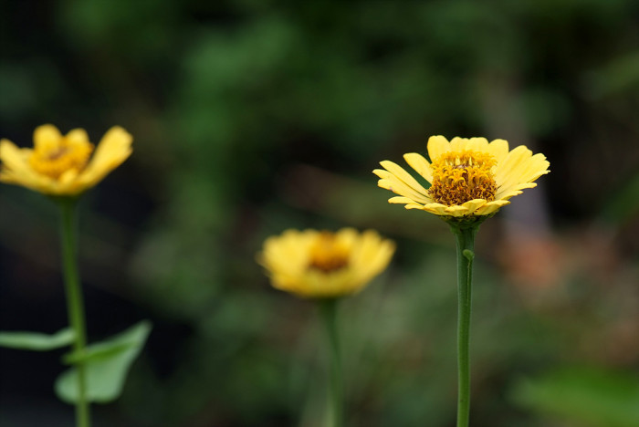 백일홍 - Zinnia, Zinnia elegans